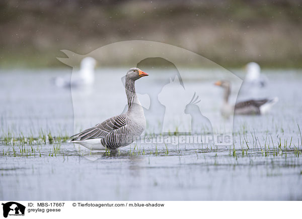 Graugnse / greylag geese / MBS-17667