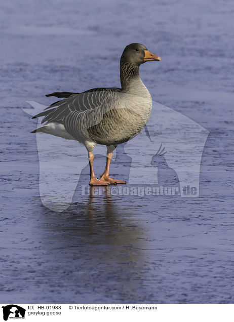 greylag goose / HB-01988