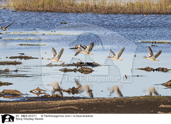 flying Greylag Geese / MBS-20371