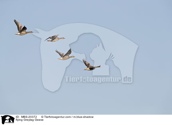 flying Greylag Geese / MBS-20372