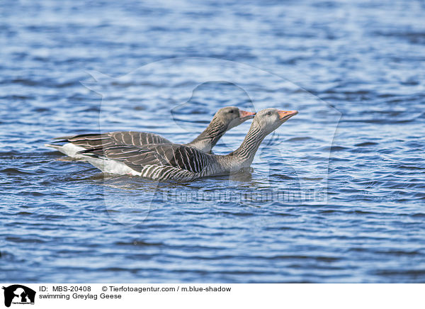 swimming Greylag Geese / MBS-20408