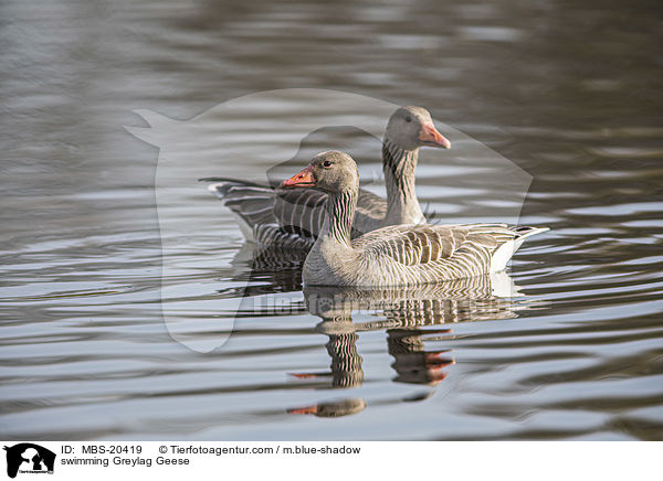 swimming Greylag Geese / MBS-20419