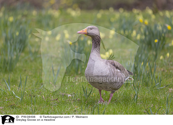 Greylag Goose on a meadow / PW-08498