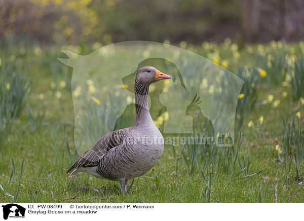 Graugans auf einer Wiese / Greylag Goose on a meadow / PW-08499