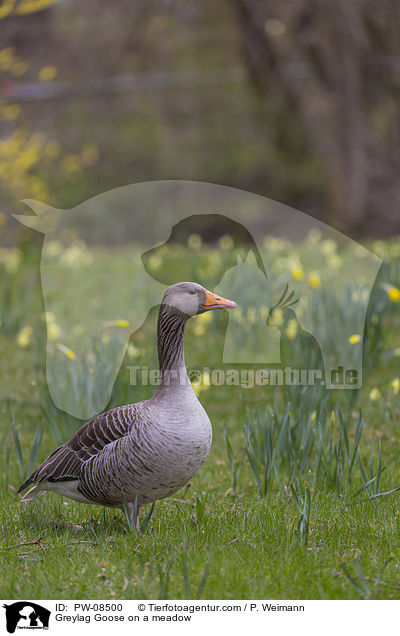 Greylag Goose on a meadow / PW-08500