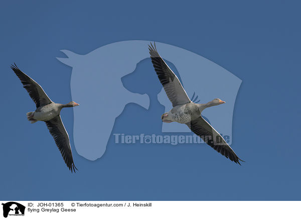 flying Greylag Geese / JOH-01365