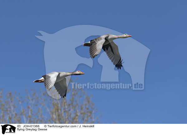 flying Greylag Geese / JOH-01366