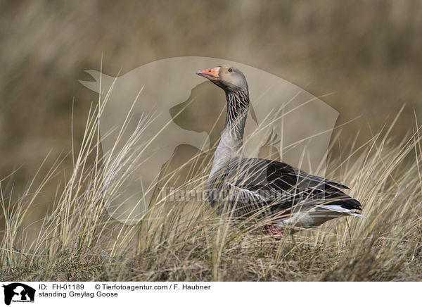 standing Greylag Goose / FH-01189