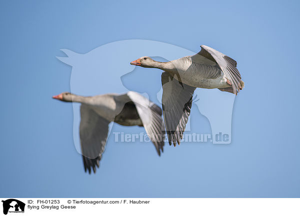 flying Greylag Geese / FH-01253