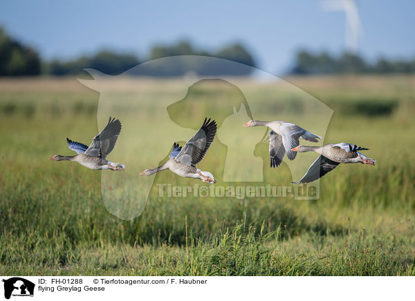 flying Greylag Geese / FH-01288