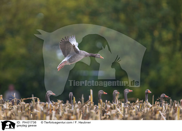greylag geese / FH-01736
