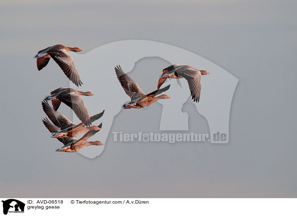 greylag geese / AVD-06518