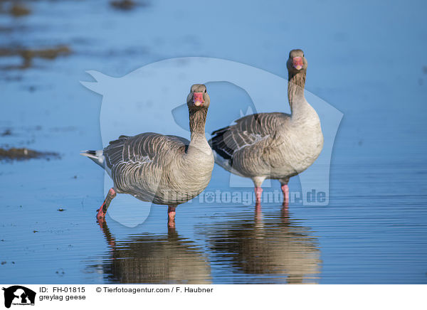 greylag geese / FH-01815