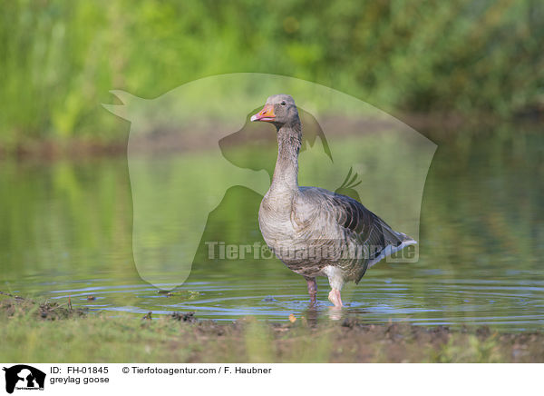 Graugans / greylag goose / FH-01845