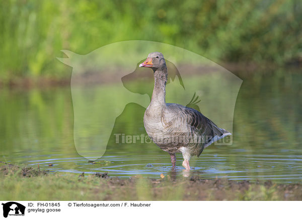 greylag goose / FH-01845