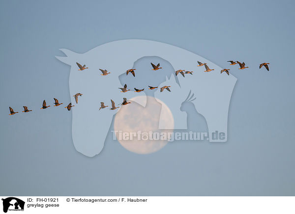 greylag geese / FH-01921