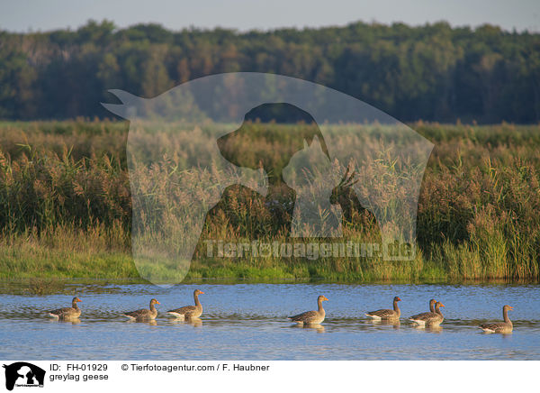 greylag geese / FH-01929