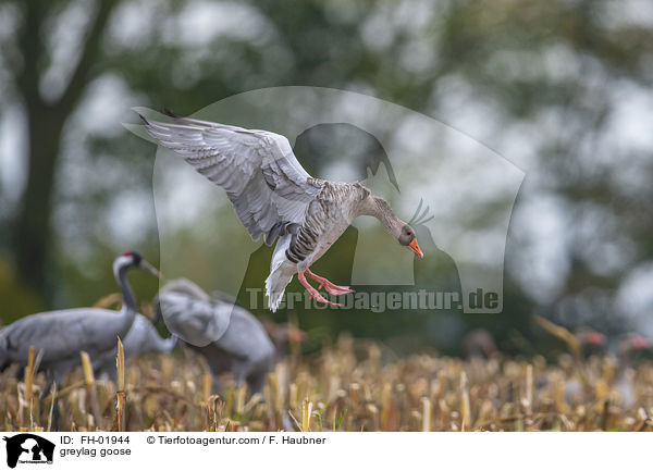 greylag goose / FH-01944