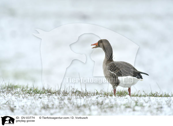 greylag goose / DV-03774
