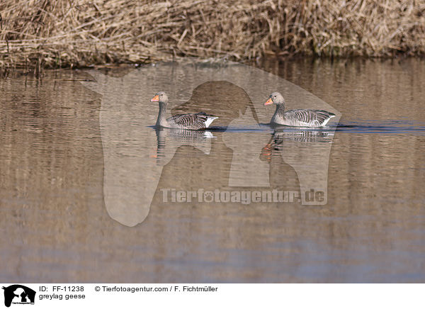 greylag geese / FF-11238
