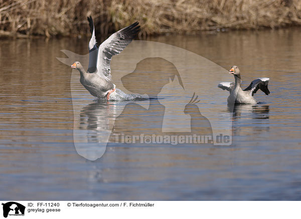 greylag geese / FF-11240
