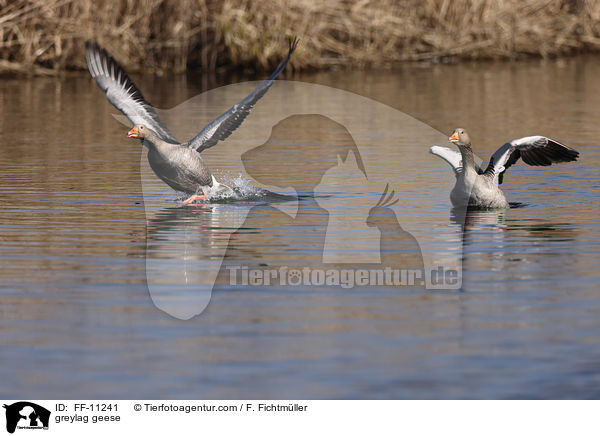 greylag geese / FF-11241