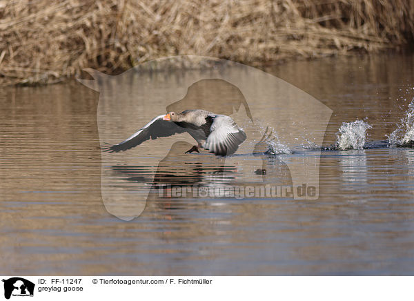 Graugans / greylag goose / FF-11247