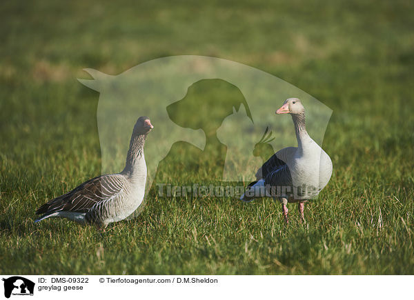 Graugnse / greylag geese / DMS-09322