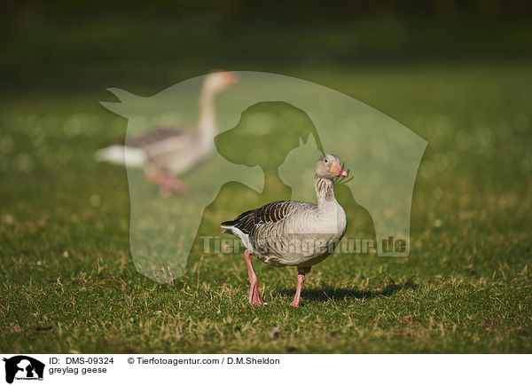 greylag geese / DMS-09324