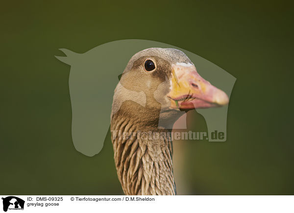 greylag goose / DMS-09325