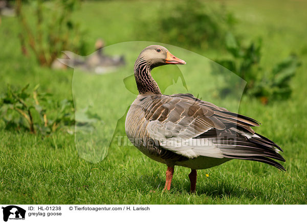 greylag goose / HL-01238