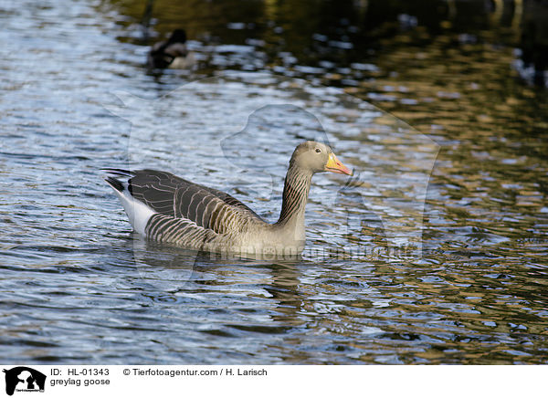 greylag goose / HL-01343