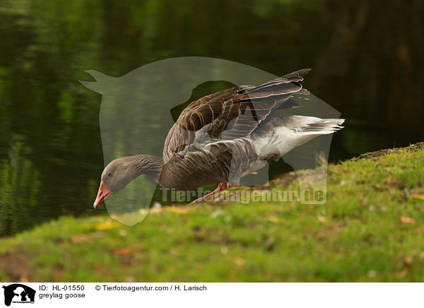 greylag goose / HL-01550