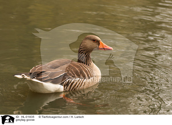 Graugans / greylag goose / HL-01835