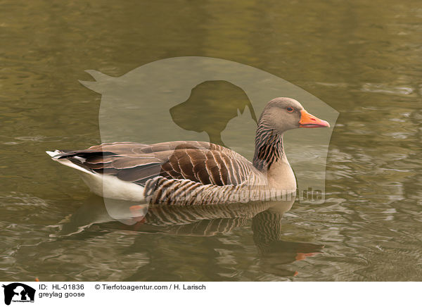 greylag goose / HL-01836