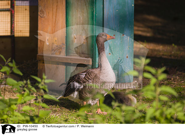 greylag goose / PW-10450