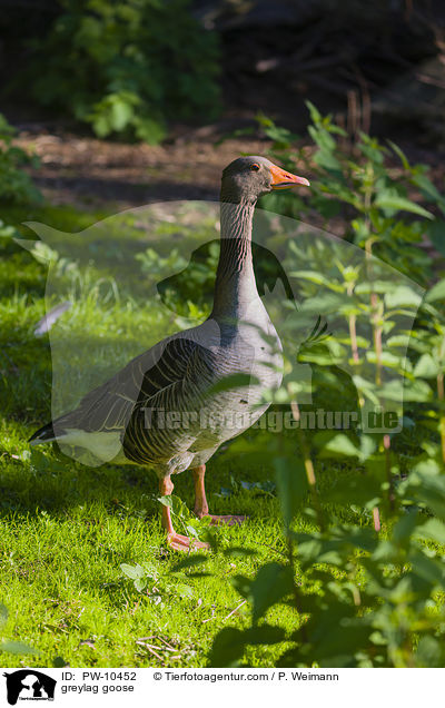greylag goose / PW-10452