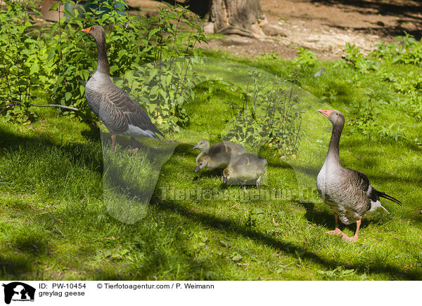 greylag geese / PW-10454