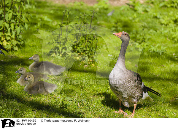 greylag geese / PW-10455
