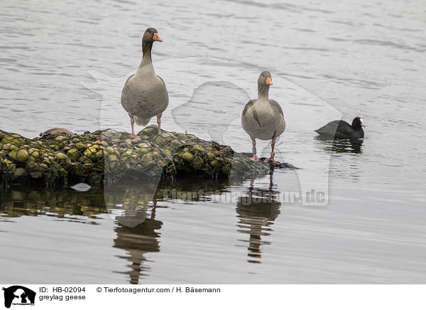 Graugnse / greylag geese / HB-02094