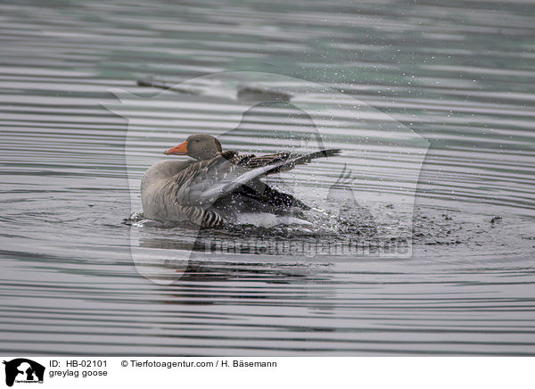 greylag goose / HB-02101