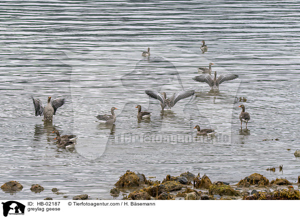 greylag geese / HB-02187