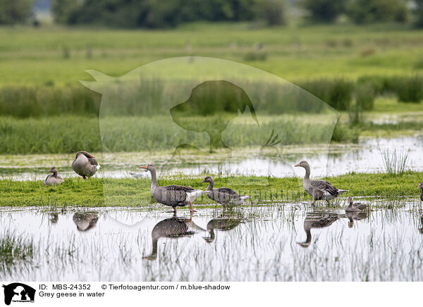 Grey geese in water / MBS-24352