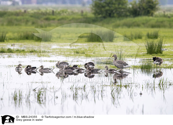 Grey geese in water / MBS-24355