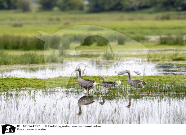 Grey geese in water / MBS-24357