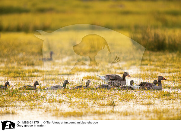 Grey geese in water / MBS-24375