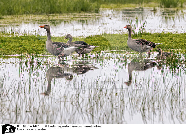 Grey geese in water / MBS-24401