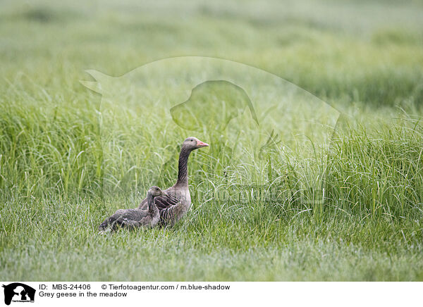 Grey geese in the meadow / MBS-24406