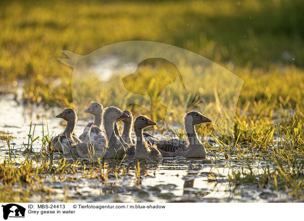 Grey geese in water / MBS-24413