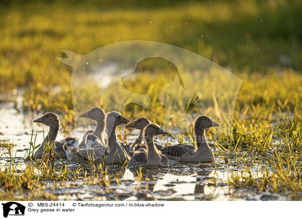 Graugnse im Wasser / Grey geese in water / MBS-24414